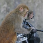 Affe vor Motorradspiegel von Min Bajra, Nepali Times