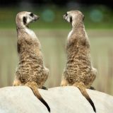 Two sitting meerkats on the stone