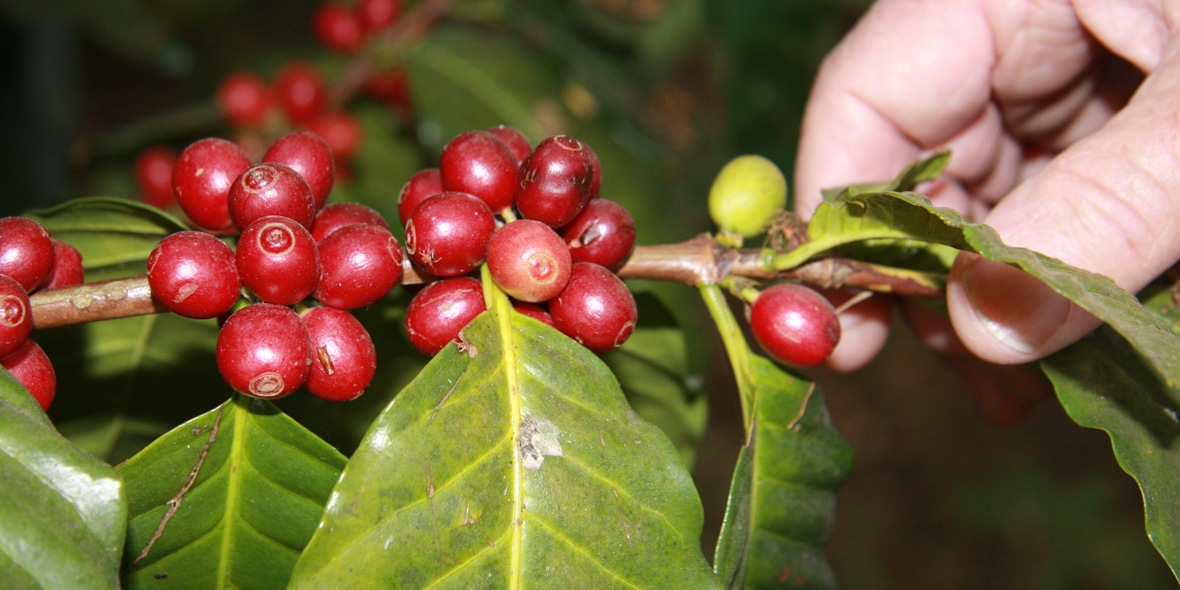 Nepal Kaffee Projekt