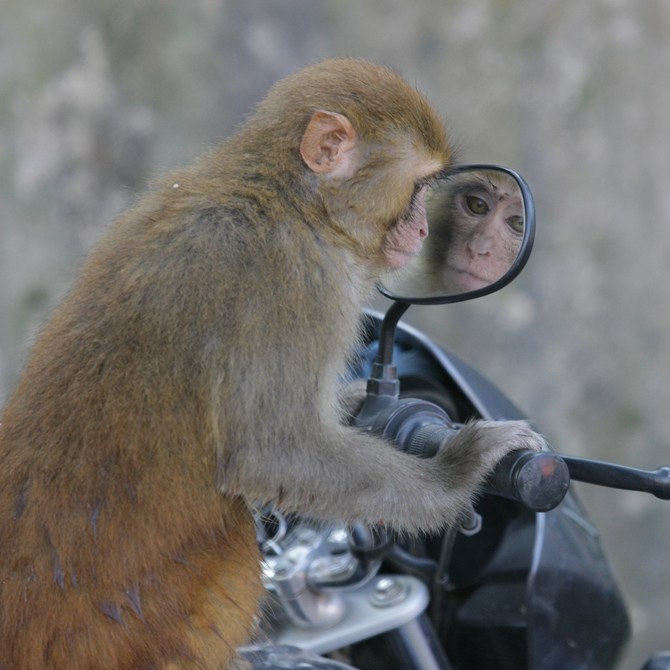 Affe vor Motorradspiegel von Min Bajra, Nepali Times