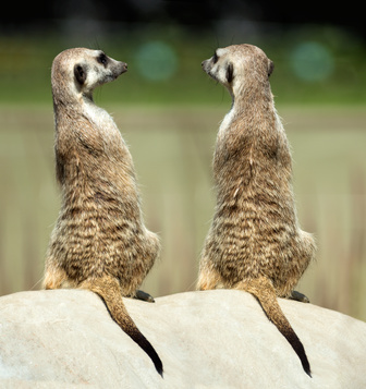 Two sitting meerkats on the stone