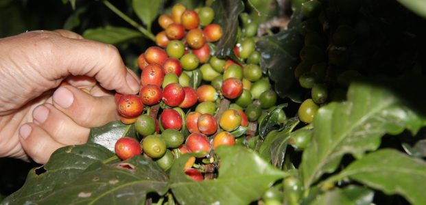 Nepal Kaffee Projekt