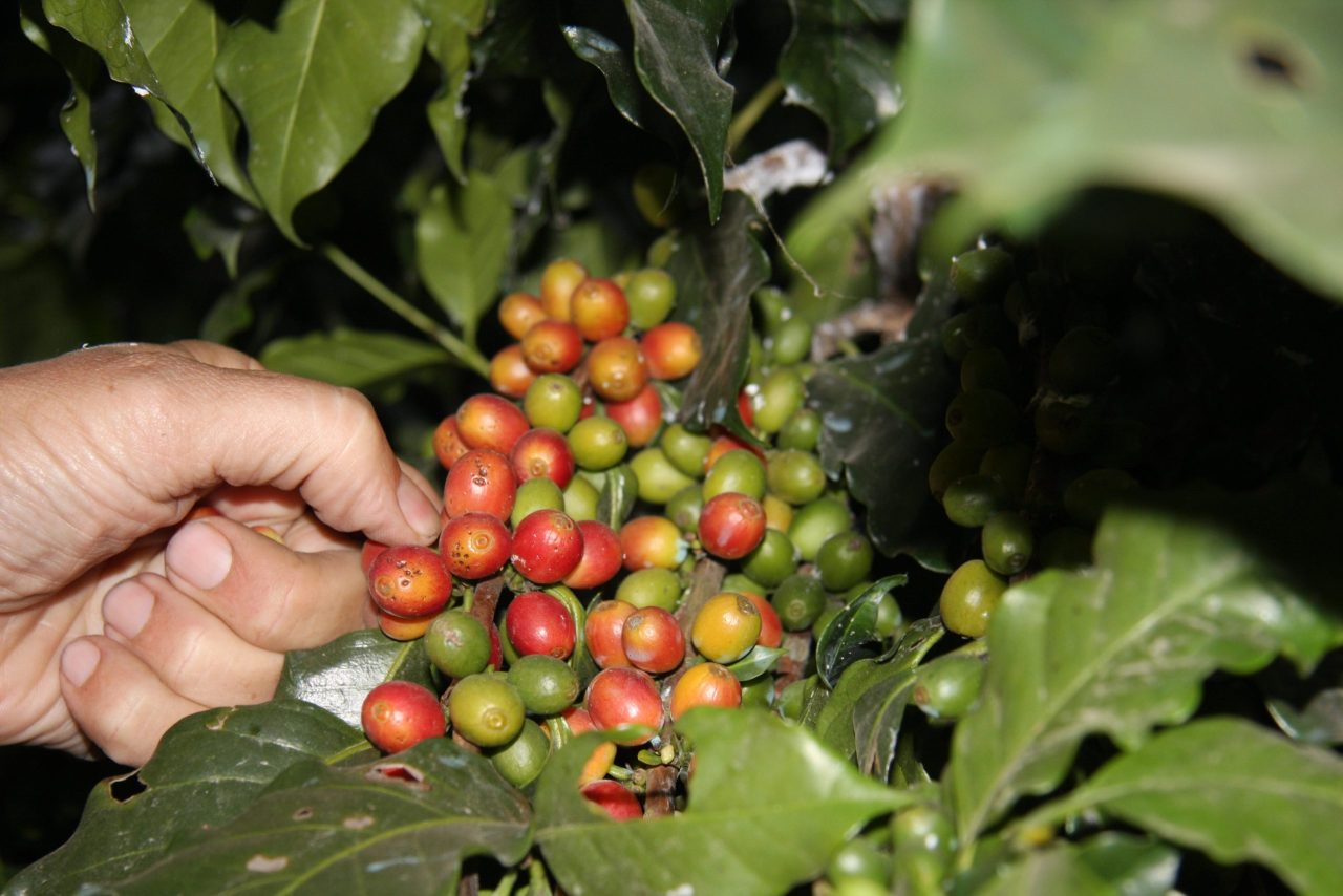 Nepal Kaffee Projekt